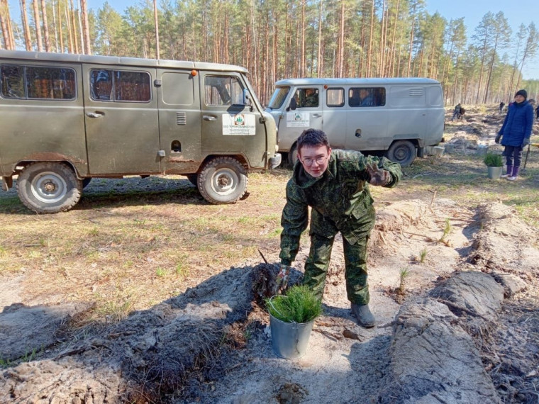 Засадить пустые делянки новым лесом....